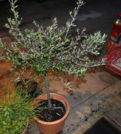 Sklavenitis Bio Olive Oil Factory (Σκλαβενίτης Νικόλαος Σπ.)