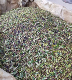 Sklavenitis Bio Olive Oil Factory (Σκλαβενίτης Νικόλαος Σπ.)