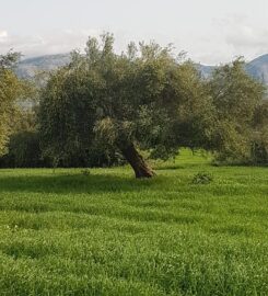 Ελαιοτριβείο Πάλαιρου (Τσάκαλη ΕΠΕ)