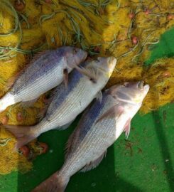 Lefkada Fishing Cruises (Τάσος Μήτσουρας)