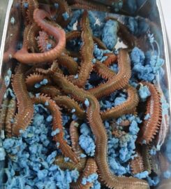 Belegrinos Marine Store