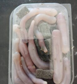 Belegrinos Marine Store
